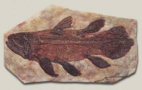 coelacanth fossiel